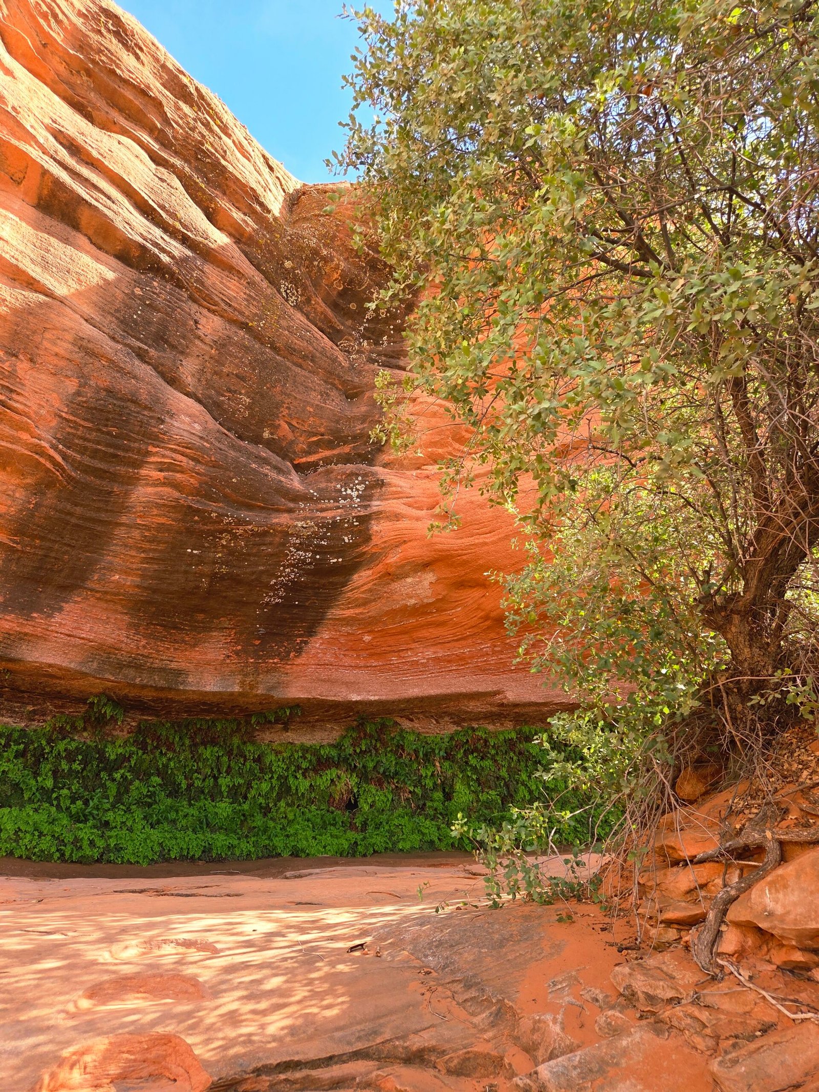 quel parc national visiter? Grand Canyon, Yellowstone, Zion